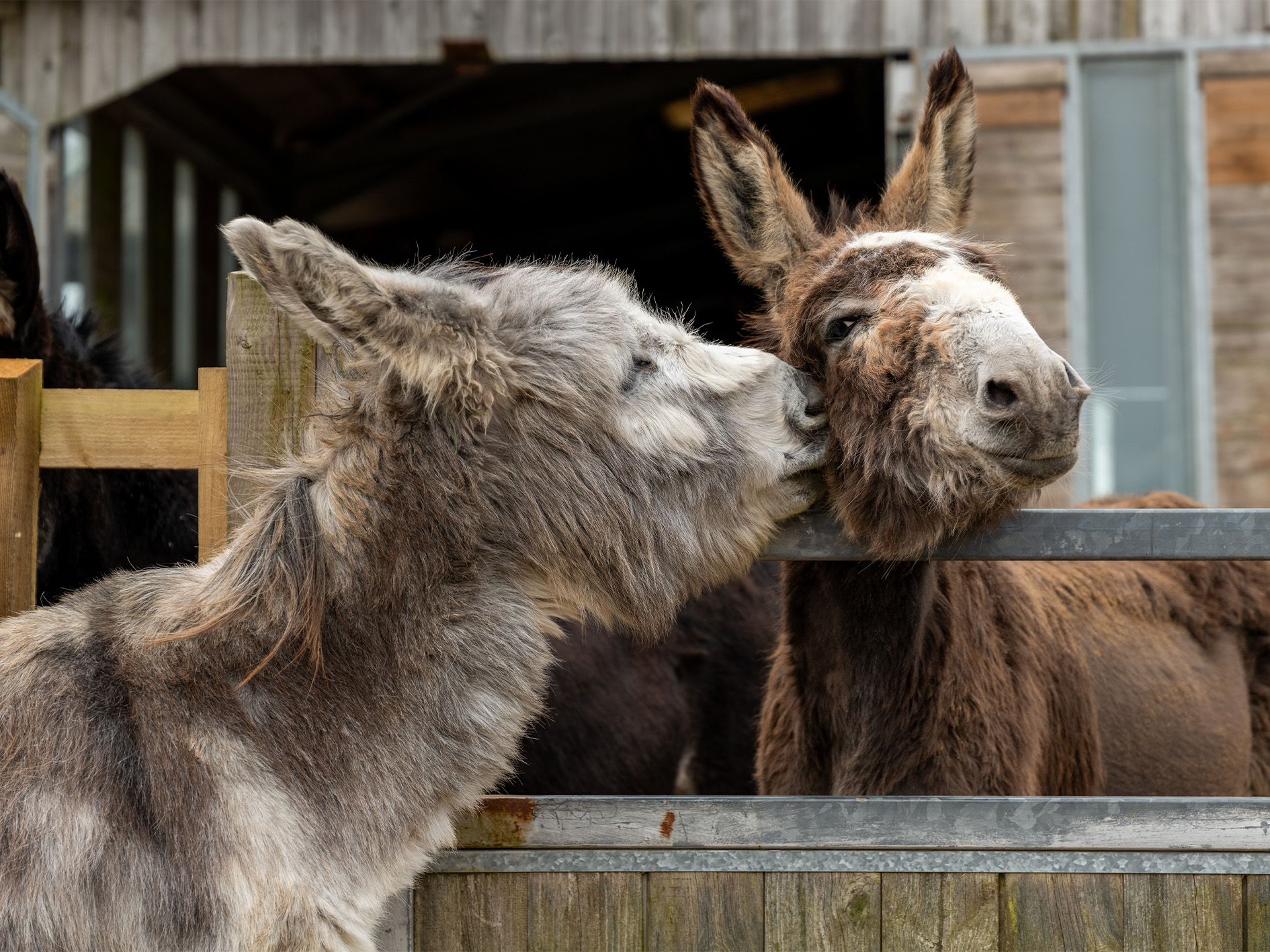 The Donkey Sanctuary Virtual Tour | Simple Text and Image Version