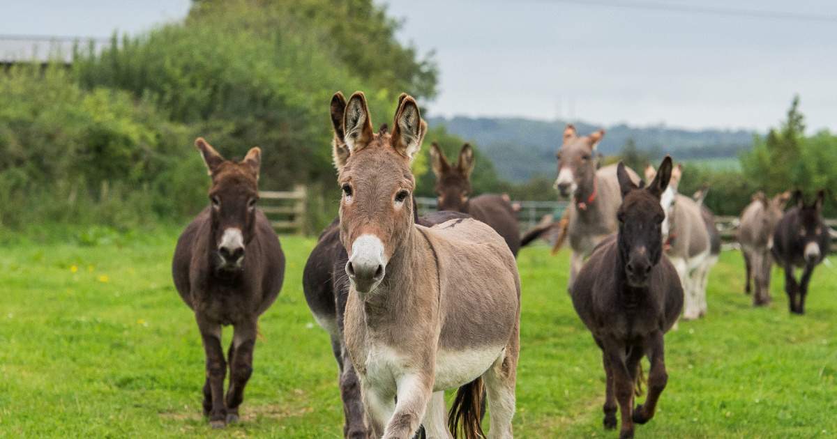 New Barn Donkeys