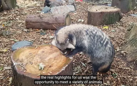 Dartmoor-Zoo-Video-Narrator-Audio-with-Subtitles