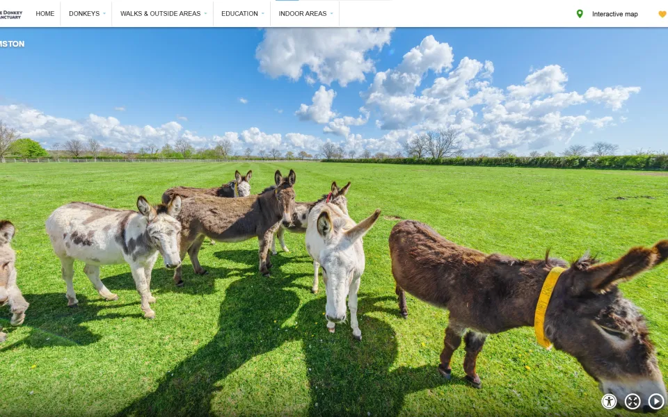 The-Donkey-Sanctuary-Ultimate-Close-Up-Experience